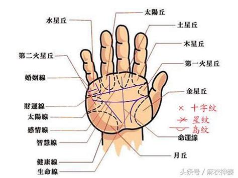 手掌橫紋多|手掌紋路圖解大全